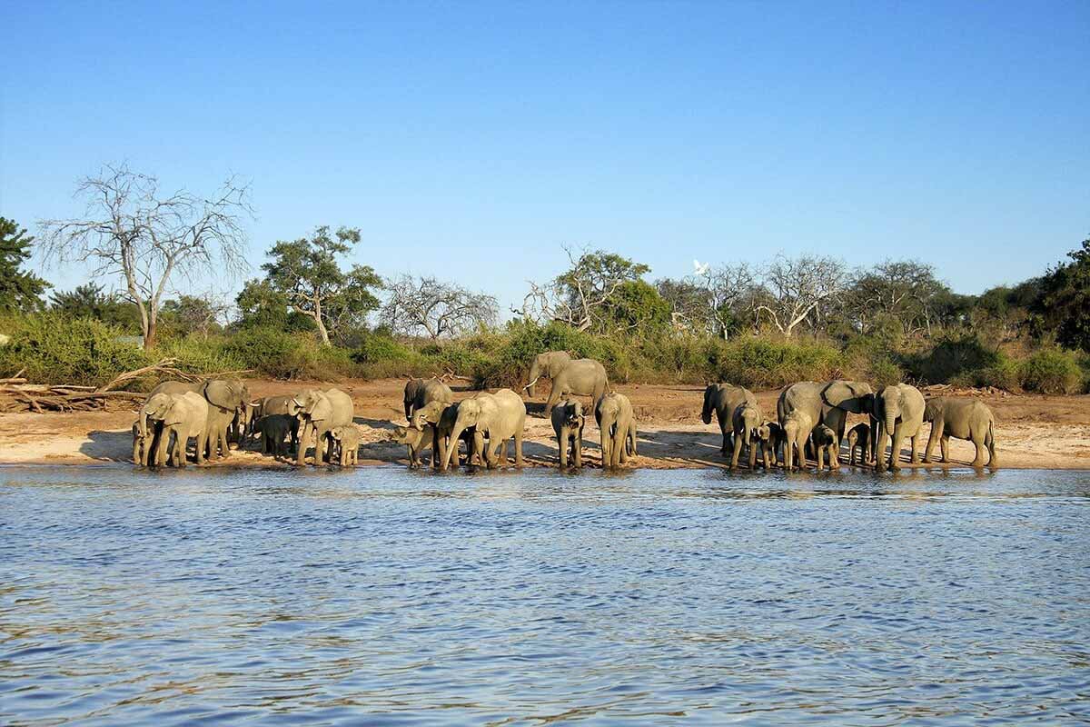 A herd of elephants stands and drinks water at the edge of a river in the savanna landscape of Botswana under a clear blue sky. The background includes dry trees and shrubs. The elephants, large in size, vary in age as they gather close to the riverbank on sandy soil.