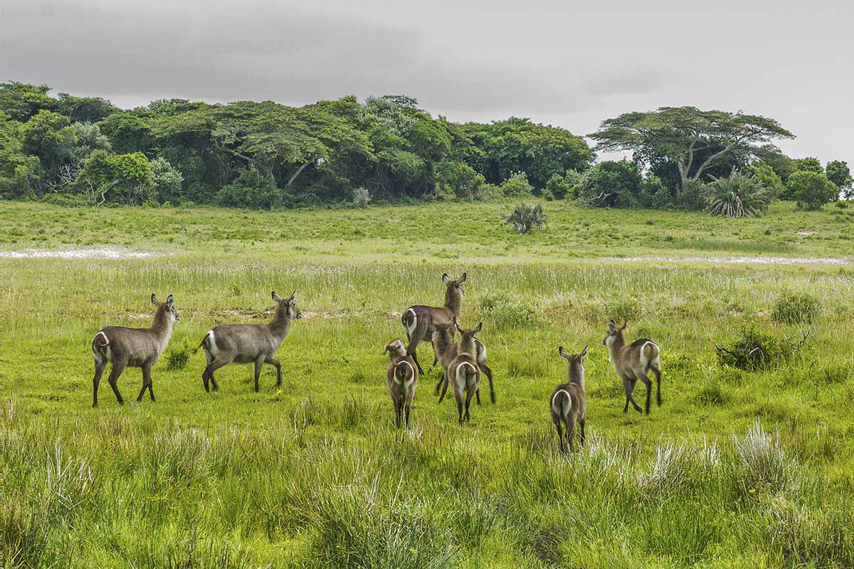 A group of nine waterbucks stands on a lush, green grassy landscape in Kwazulu-Natal. The animals have brown fur with white markings on their rump. Dense green trees form the background under a cloudy sky, making the scene appear serene and natural—an experience to cherish.