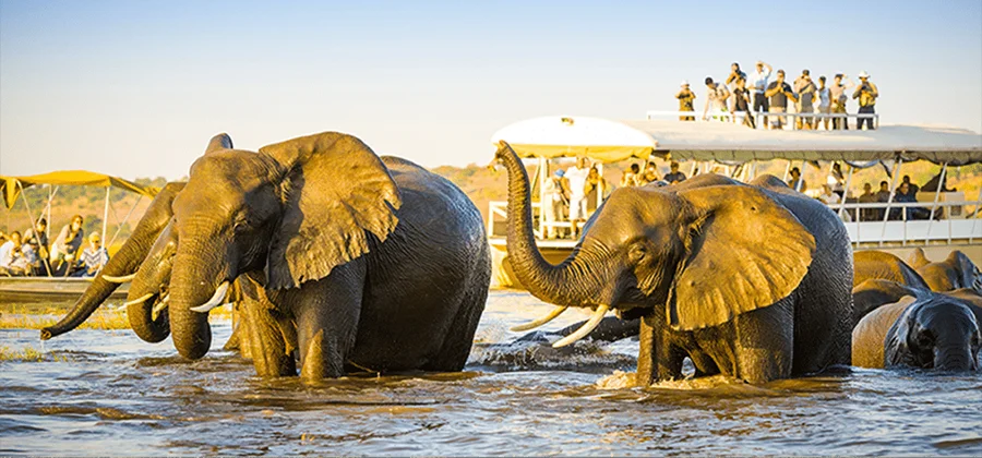Three elephants wade through a river in Botswana, flanked by a safari boat filled with tourists observing and taking photos. The scene is set against a backdrop of dry terrain under a clear blue sky. This travel destination is bathed in sunlight, casting a golden hue on the elephants and the landscape.