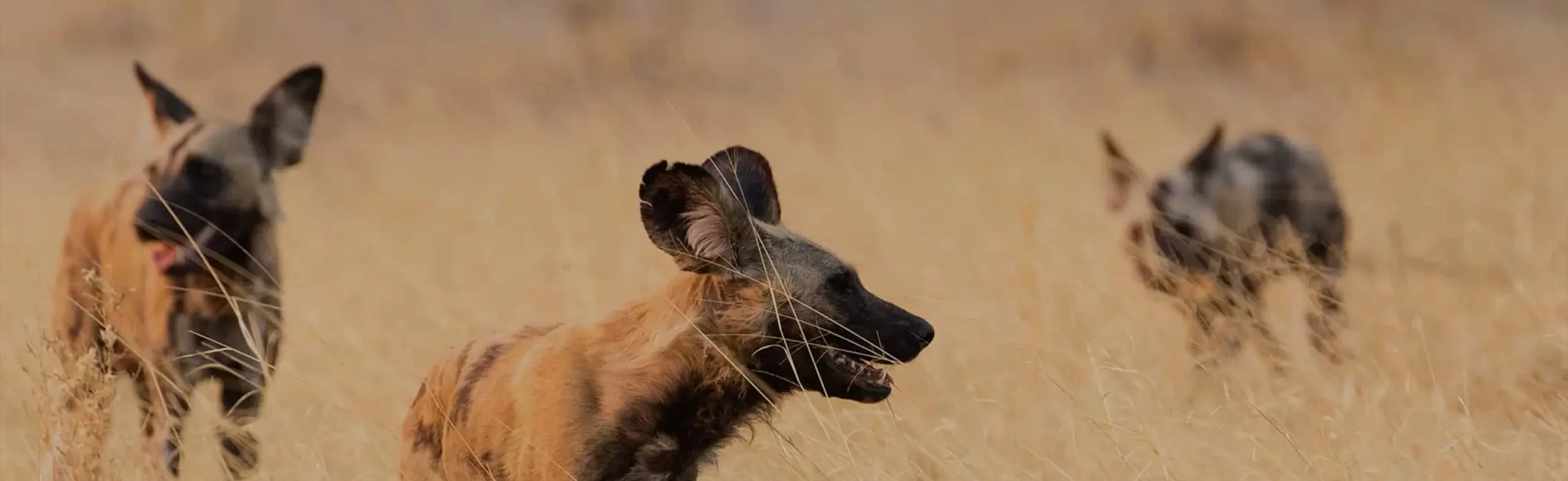 Three African wild dogs in a grassy savannah of Botswana, with the focus on one in the foreground displaying prominent large, rounded ears and mottled fur of tan, black,