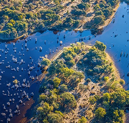 Aerial view of a winding river with numerous elephants congregating in and around the water, surrounded by lush greenery and trees under a clear blue sky, showcasing the beauty of Botswana safari.