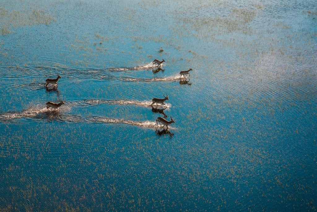 Aerial view of a group of deer swimming across a sunlit blue water body in Botswana's Okavango Delta, with visible ripples and trails following their movement.