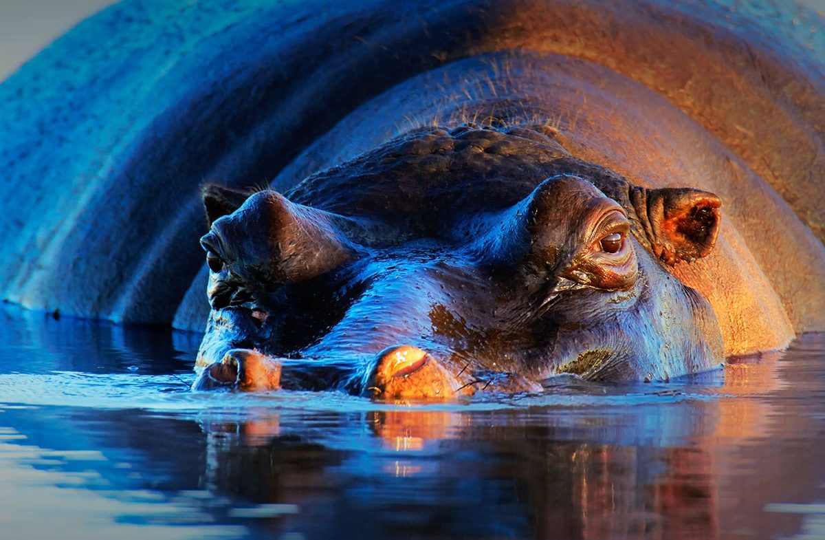A close-up photo of a partially submerged hippopotamus in the waters of Botswana. The hippo's face, nose, and eyes are visible, with its ears slightly above the water. The image captures rich textures and colors, with a mix of cool blues and warm sunlight reflecting off its skin—truly lifetime memories.