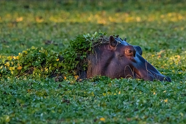 A hippopotamus peers out from thick, green vegetation in the Caprivi Strip, partially camouflaged except for its exposed eyes, ears, and nostrils. The background is a lush field