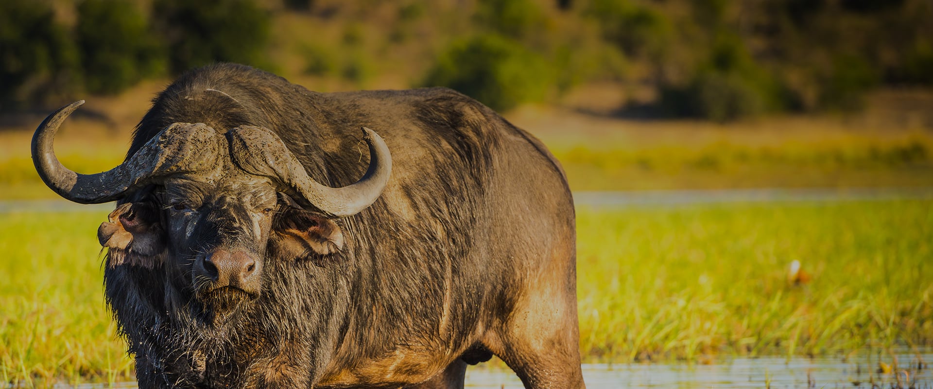A large cape buffalo stands in shallow water with grass and trees in the background of Chobe National Park, highlighted by warm sunlight. The buffalo's thick, dark fur and curved horns are prominently displayed.