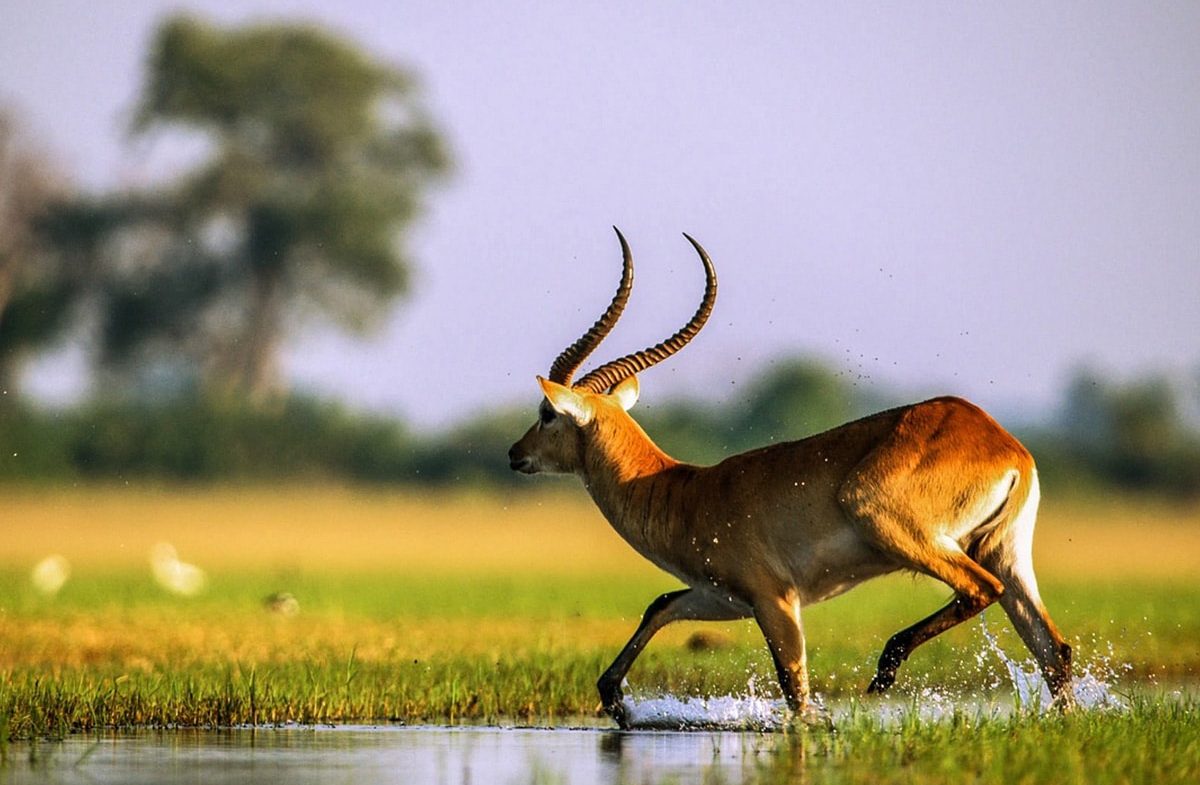 An elegant lechwe antelope with long, spiraled horns dashes through shallow water, splashing drops against a lush, grassy backdrop illuminated by soft sunlight during a family safari.