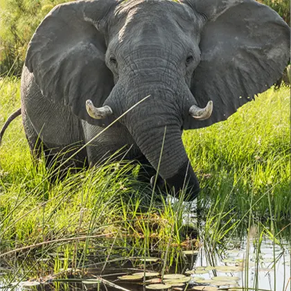 An elephant stands in tall green grass near water on a luxury African safari, facing forward with its large ears spread out and tusks slightly curved. Sunlight highlights its wrinkled gray skin and the lush