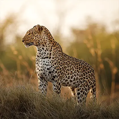 A leopard stands poised in a grassy field at dusk, its fur pattern clearly visible against the soft, golden light in the background. The scene captures the leopard's alert posture and intense gaze as it