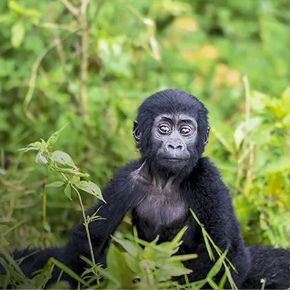 A young mountain gorilla with expressive eyes and a black, fluffy coat sits amidst lush green foliage during a safari, looking directly at the camera with a curious gaze.