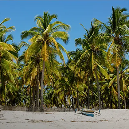 A tropical beach scene with tall palm trees under a blue sky, golden sunlit sand, and a small boat resting ashore. The lush greenery complements the serene, sunny atmosphere, enhancing the