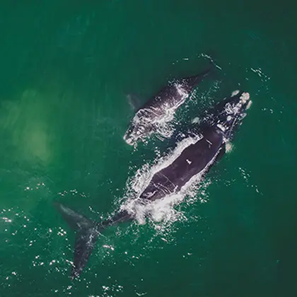 Aerial view of two whales swimming together in vibrant green ocean waters, their bodies partly submerged, creating gentle ripples on the water's surface, offering a luxury travel experience.