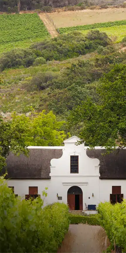 A traditional luxury white Cape Dutch style farmhouse with a thatched roof is set against a backdrop of lush green vineyards and hillside vegetation. The house features an arched doorway and symmetrically placed windows