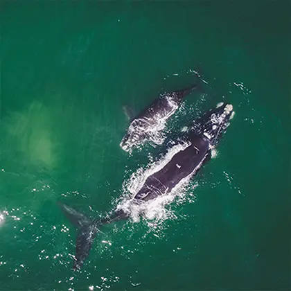 Aerial view of two humpback whales swimming close together in a teal ocean off the coast of South Africa, their bodies partially visible beneath the water's surface, creating a pattern of ripples and