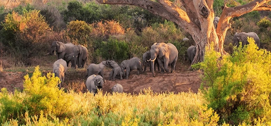 A herd of elephants, including young calves, gathers under a large tree in a golden savannah landscape during sunset in South Africa, surrounded by lush greenery and bushes.