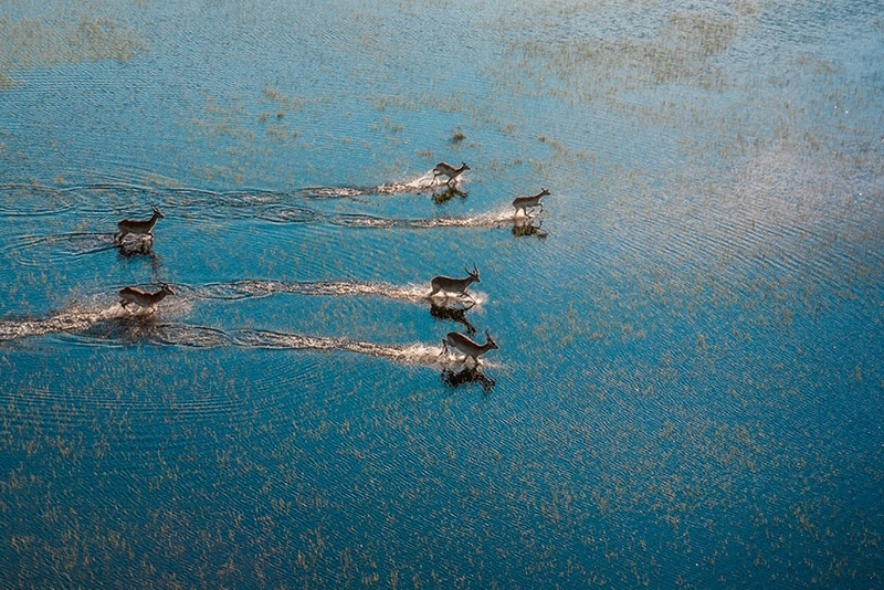 A group of deer is swimming across the calm floodwaters, creating a v-shaped pattern of ripples in the sunlit water. The bird's-eye view captures the peaceful yet dynamic scene.