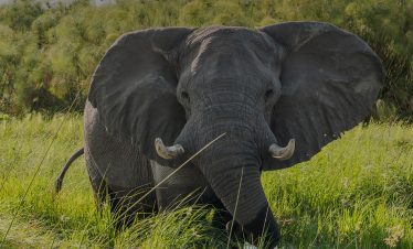 An African elephant stands in a grassy field, facing the camera with its large ears spread wide and tusks prominently displayed. Tall green grass and dense shrubs form the background under a clear sky during