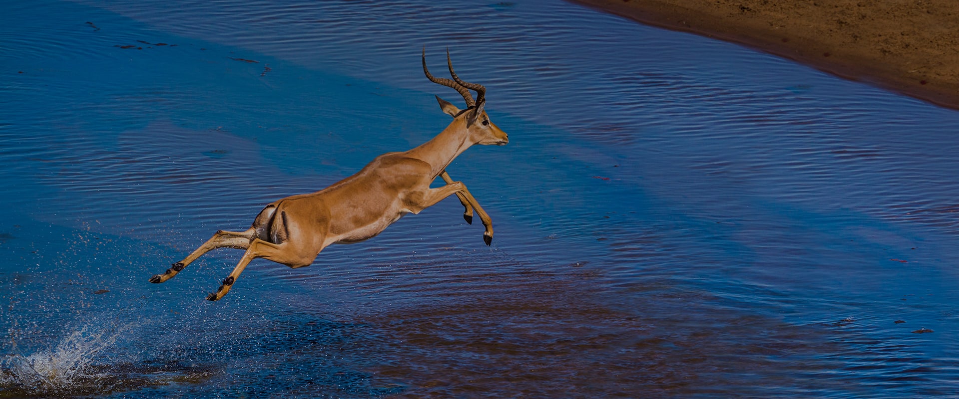An impala leaps gracefully over a river in Kruger Safari, splashing water with its hind legs, against a backdrop of dark blue water and a sandy riverbank.