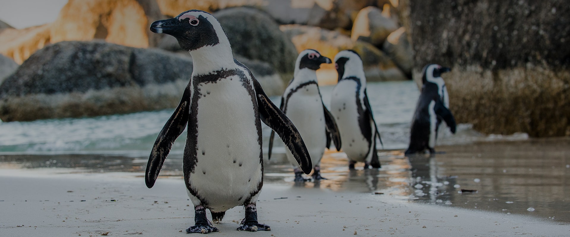 Four African penguins walking on a sandy beach near Cape Town with rocks in the background at twilight, one prominently in the foreground looking towards the camera.