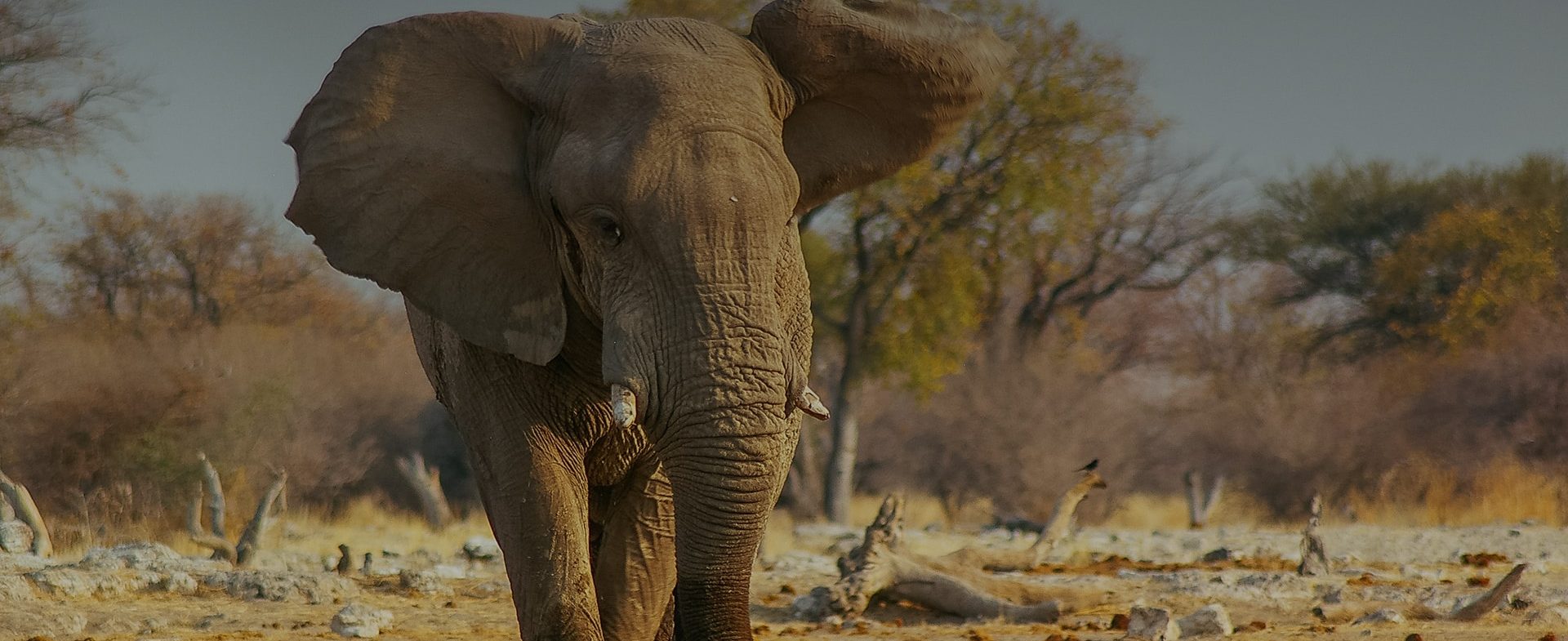 An adult elephant walks directly towards the camera in a dry savannah, flanked by small trees and scattered foliage under a dusky sky. The elephant's large ears are spread out, and its tus