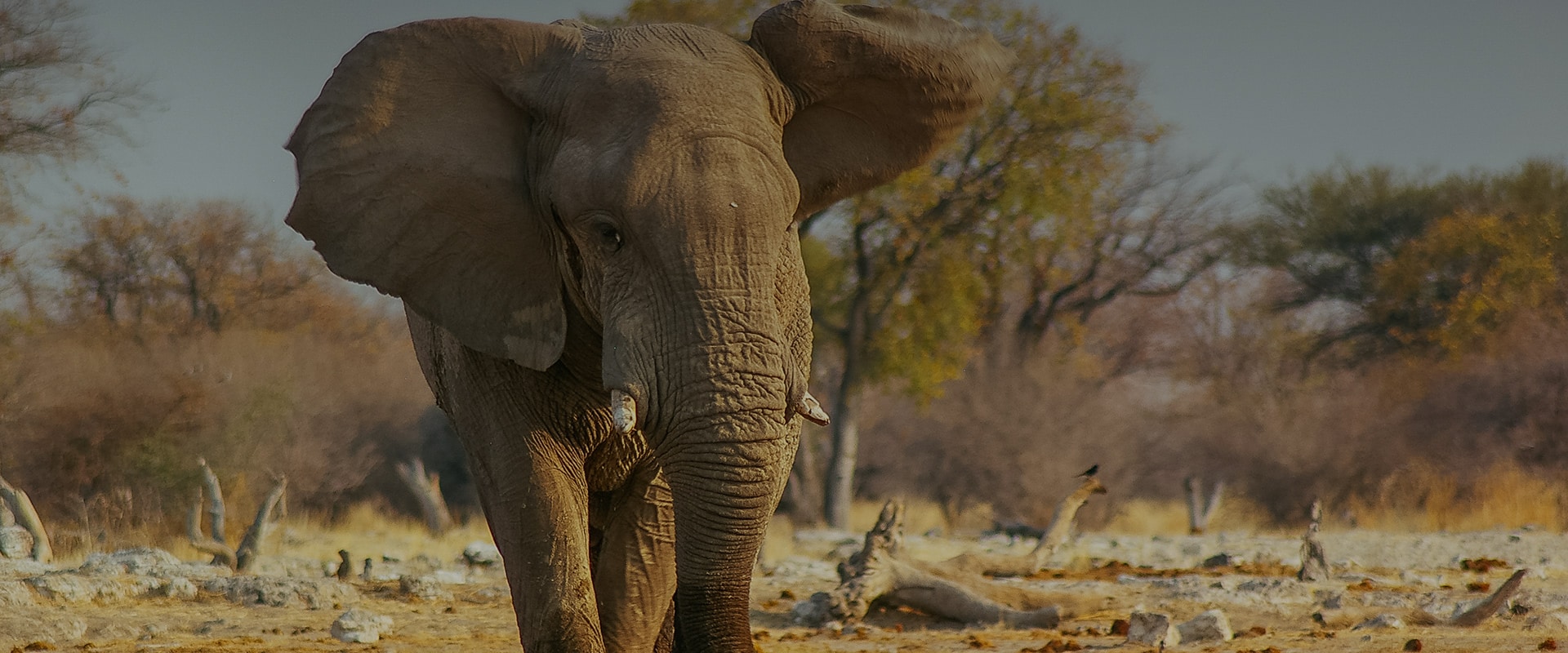 An adult elephant walks directly towards the camera in a dry savannah, flanked by small trees and scattered foliage under a dusky sky. The elephant's large ears are spread out, and its tus