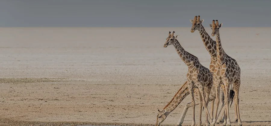 Four giraffes walking closely together on a barren landscape, with three facing right and one facing left, under a pale sky in an African Safari setting.