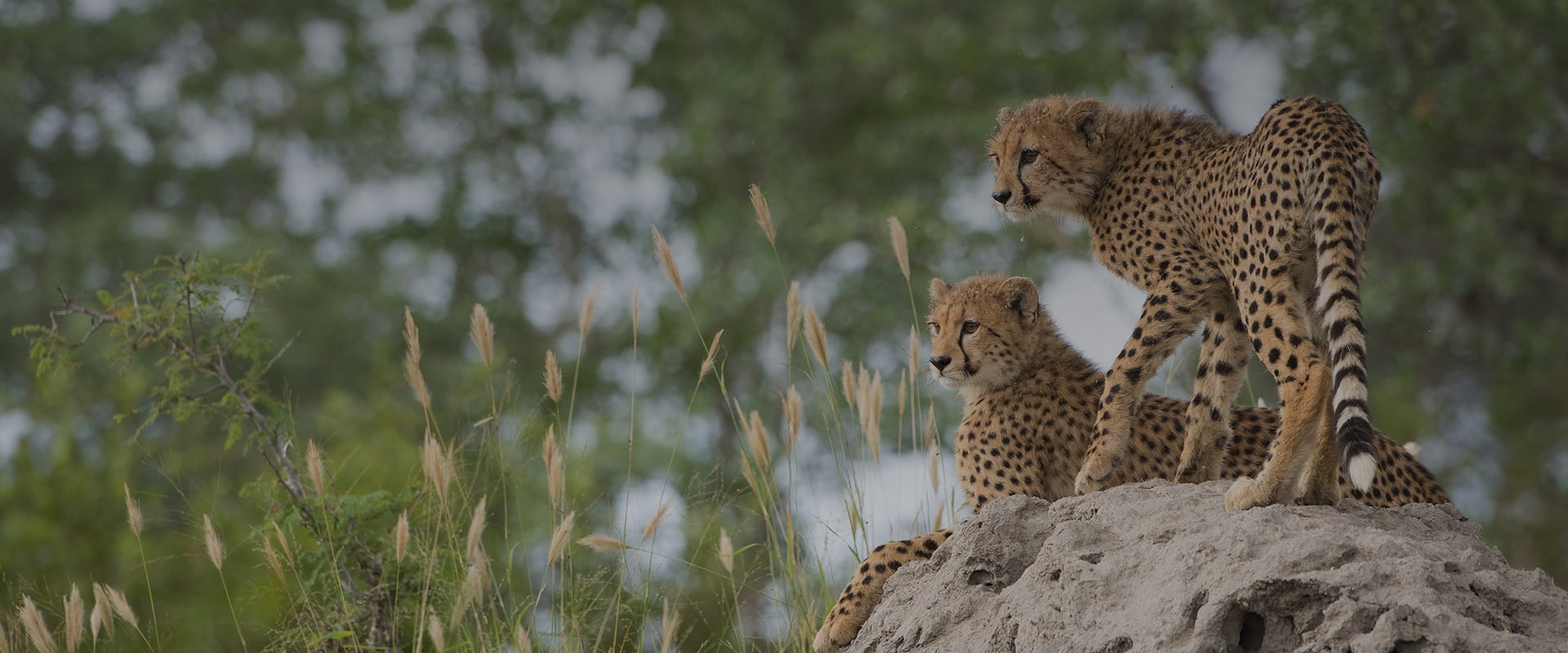 Two cheetah cubs are on a rocky outcrop in a grassy landscape. One cub stands while the other lies down, both gazing into the distance. Surrounded by tall grass and trees with green foliage, this scene captures the natural beauty of an eco-friendly Timbavati Safari adventure among Africa's Big 5.