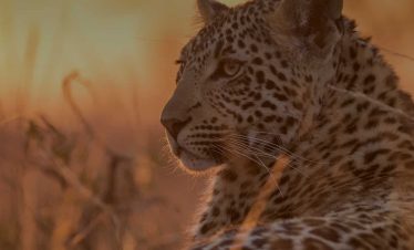 A close-up image of a leopard at sunset, focused on its profile with a glowing orange backdrop. The leopard's fur and whiskers are detailed, highlighted by the soft sunlight of the Sabi Sand