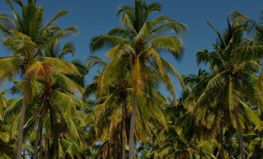 A panoramic view of tall palm trees with lush green fronds against a clear blue sky, evoking a tropical beach safari atmosphere.