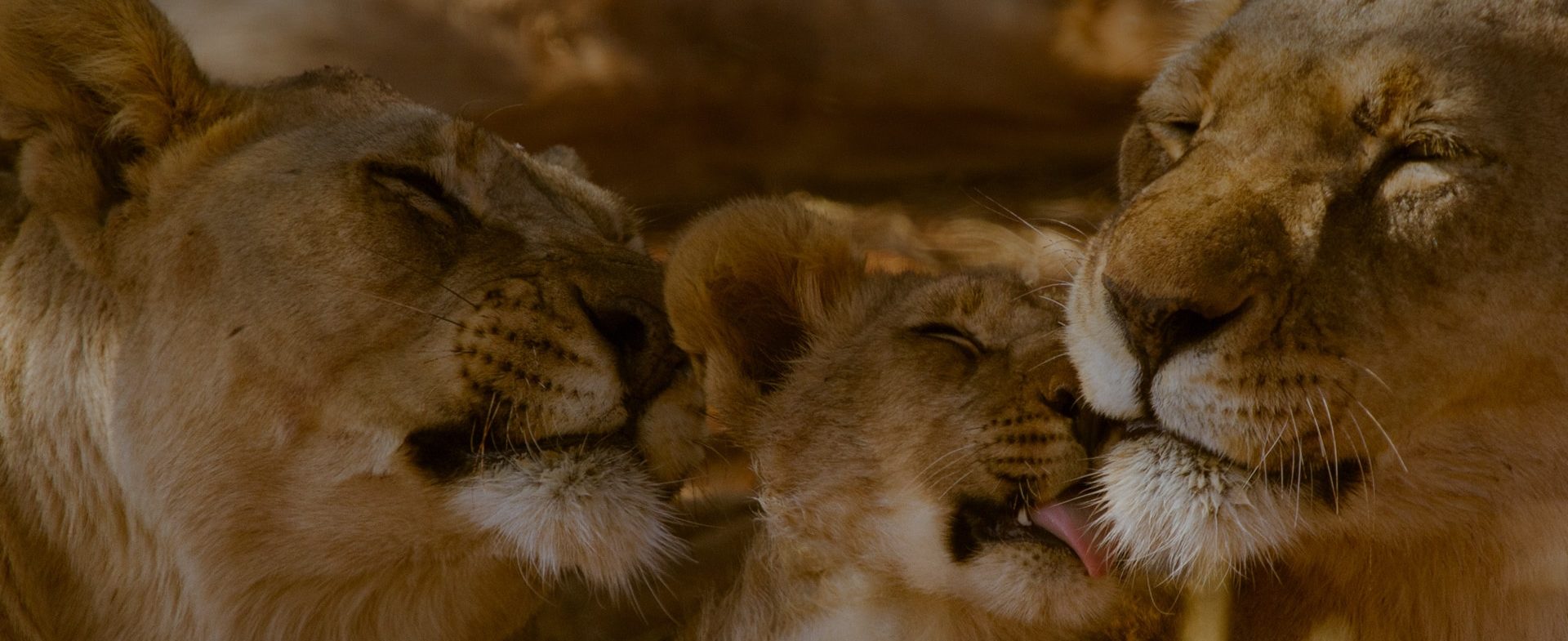 Two adult lions and a cub in a tender moment, with the cub cozy between them, slightly nuzzling one of the adults. All have closed eyes, displaying a serene and affectionate family scene