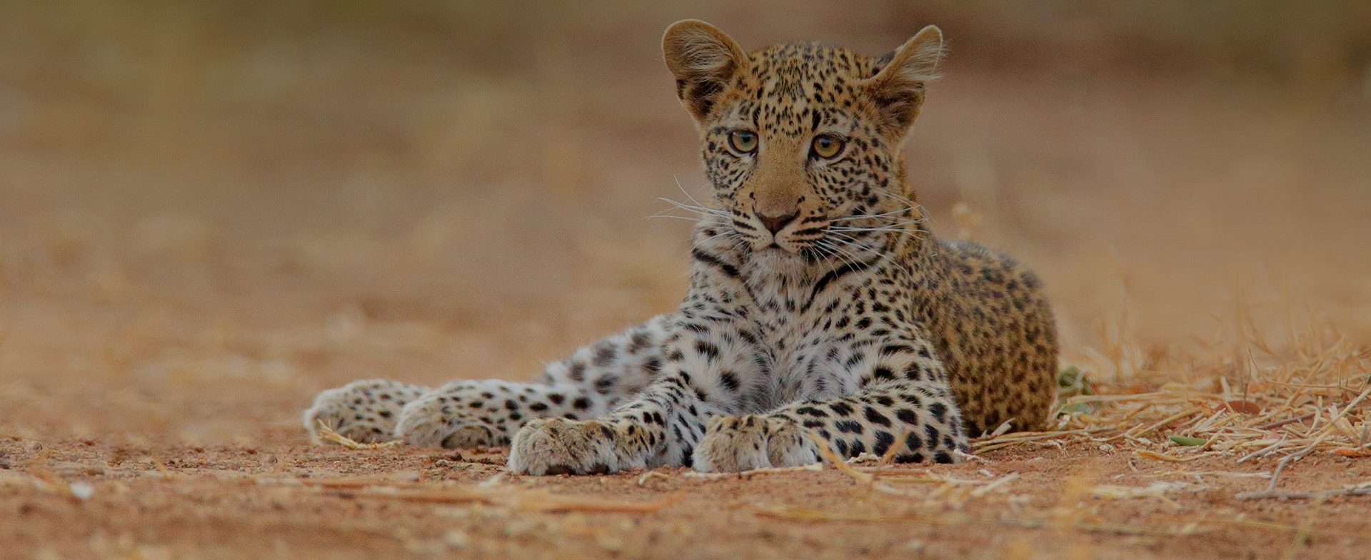 A young leopard lies on sandy ground in Hwange, its body relaxed but gaze alert. Detailed spots and rosettes coat its fur, blending into the golden and earthy tones of its surroundings