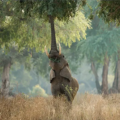 An elephant stands on its hind legs, reaching high into a tree to grab leaves with its trunk in a grassy woodland area in Zimbabwe, illuminated by soft, filtered sunlight.