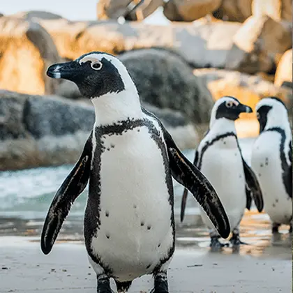 African penguins on a sandy beach with rocky background. One penguin in the foreground is clearly in focus, while two others are slightly blurred in the background of this African Safari destination.