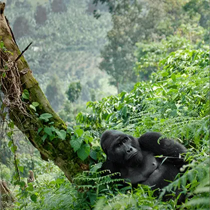 A mountain gorilla lounges in lush greenery, leaning against a fallen tree in a dense forest. Its thoughtful gaze and relaxed posture blend in contrast to the vibrant, leafy surroundings of this African