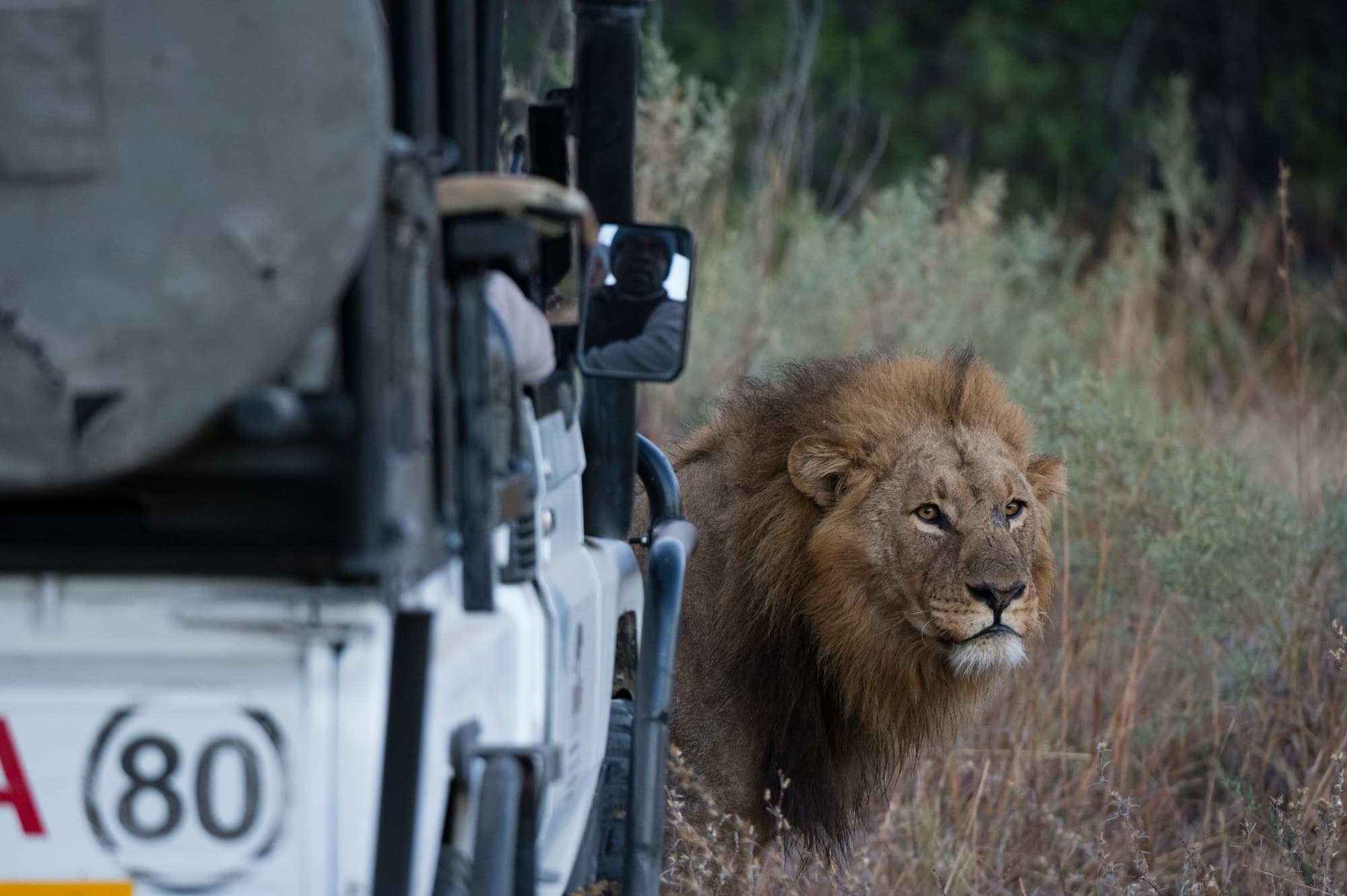 Male lion (Panthera leo) in front of safari vehicle, Okavango Delta, Botswana